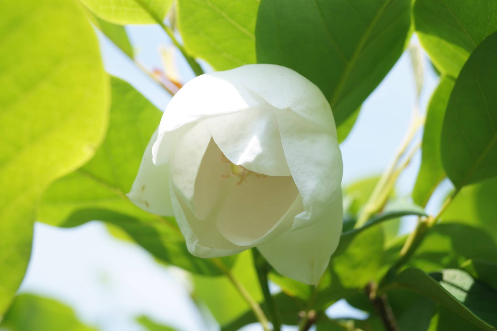 Magnolia sieboldii_01